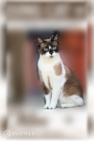 Lost cat, female, Novo Star Drive, 525, Mississauga, Youngstown - photo