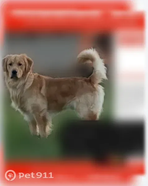 Lost dog, Bear Mountain Boulevard, California, Dustin Acres — male, answers when called - photo