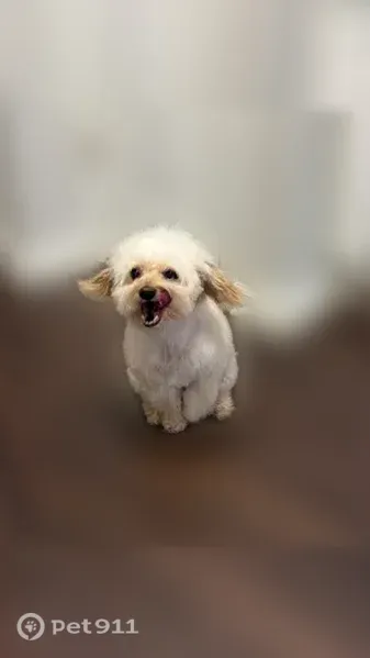 Lost dog, Southampton Drive, 771, Knightdale — cream and beige, male - photo