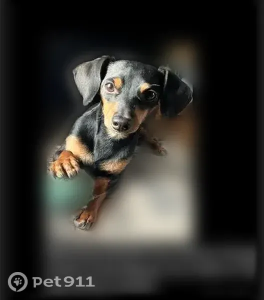 Lost Dog, Horse Canyon Road, 4435, De Beque — Male, Neutered Mini Doxxi - photo
