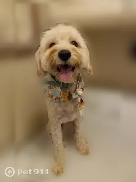 Lost dog, Poppy Hills Court, 1831, Merced — male Maltipoo with chipped collar tags - photo