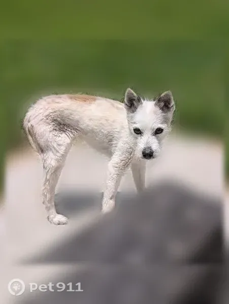 Lost dog, female, Lombard Road, 4499, Ellenwood, Panthersville — small white dog with black spots - photo