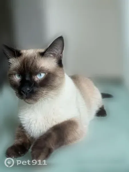 Lost cat, Edgecove Court, 7434, Las Vegas — male Siamese with blue eyes - photo