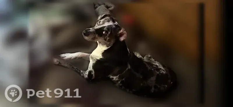 Lost dog, North Vera Cruz Drive, 3672, Overland Park — female Blue Merle Catahoula - photo