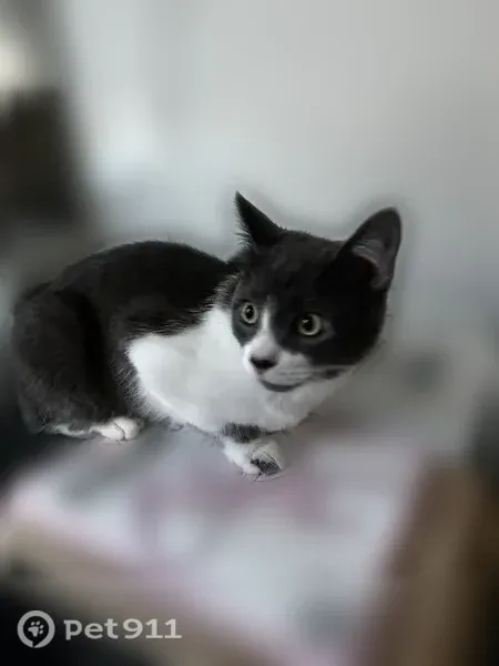 Lost male cat, West Ohio Avenue, 6394, Lakewood — gray back and white spot - photo