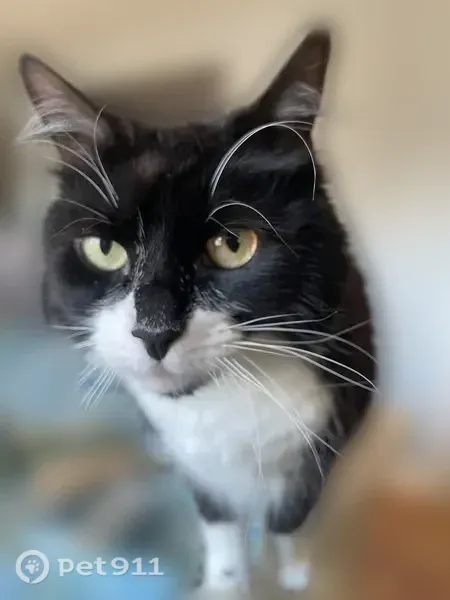 Lost cat, Goss Street, 20, Clinton — female black and white tuxedo - photo