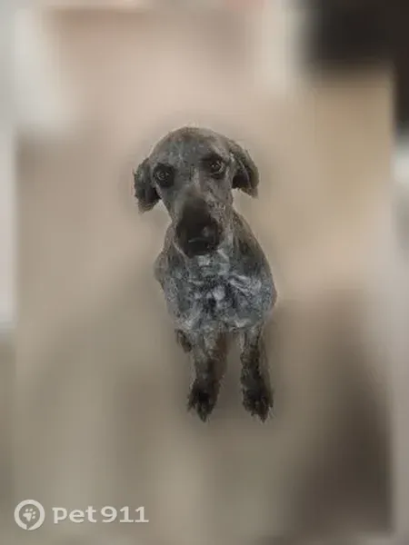 Lost Dog, Ridge Boulevard, Jacksonville, Orlando — male poodle - photo