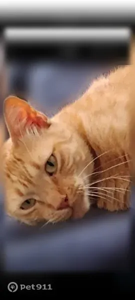 Lost cat, Iona Street, 6414, Diamondhead — male with yellow-gold eyes - photo