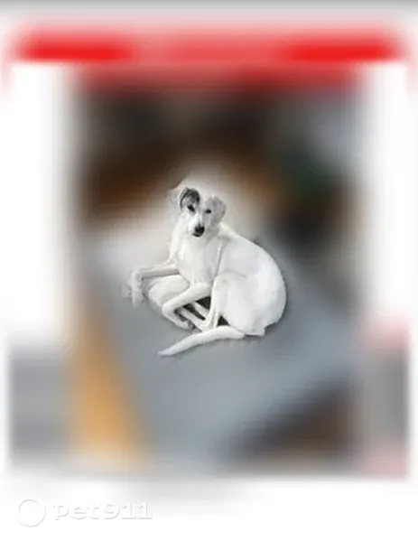 Lost dog, New Elizabeth Street, 240, Wilkes-Barre, Scranton — female foxhound mix - photo