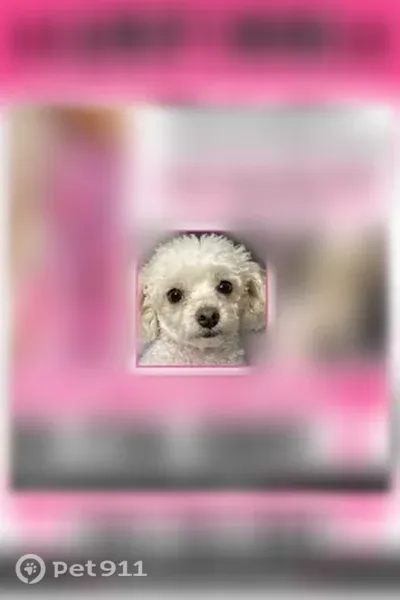 Lost dog, Irving Street, 35, Denver — white female Maltese-poodle mix - photo