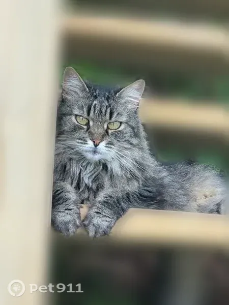 Lost female cat, Lost Park Road, Colorado, Denver — 7 lb Maine Coon - photo