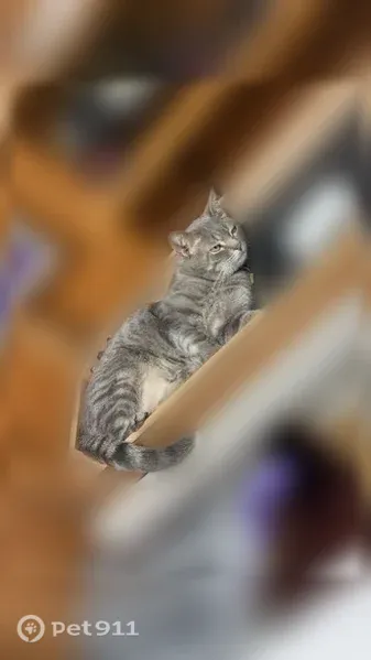 Lost cat, male, North Eugene Street, 1900, Appleton — gray tabby - photo
