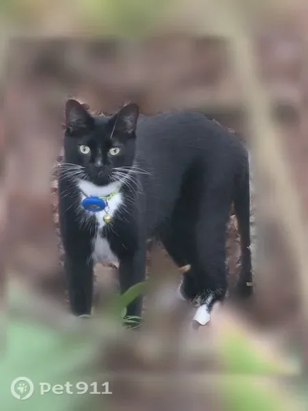 Lost cat, Sandpiper Cove, College Station, Austin — male, black and white, green collar - photo
