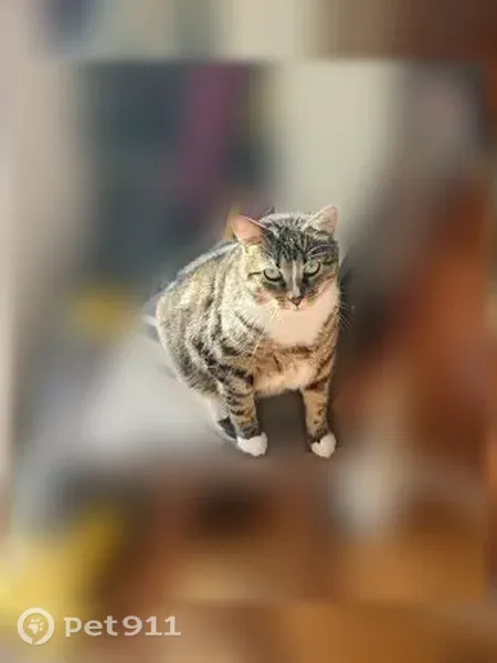 Lost male cat, North Sauganash Lane, 5934, Chicago — white feet and nose stripe - photo