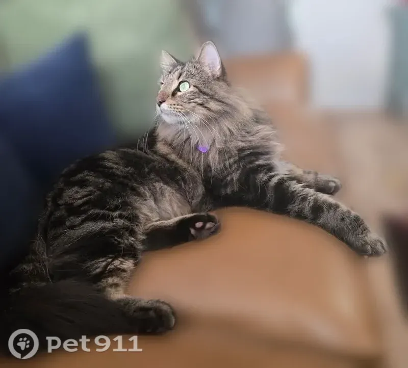 Lost cat, Live Oak Drive, 1105, Providence Village, Providence Village — male Norwegian Forest cat with green eyes - photo