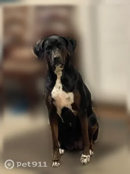 Lost dog, female, Seaward Court, 140, Kingsland — escaped the backyard fence - photo