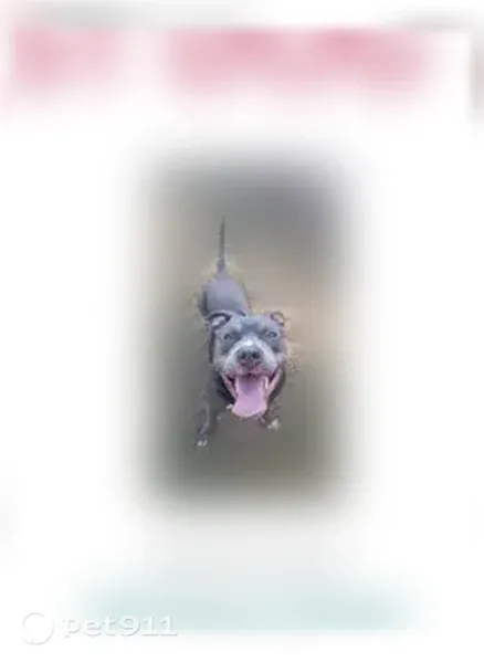 Lost Dog, Royce Street, 804, Pensacola — Female with a Blue Collar - photo