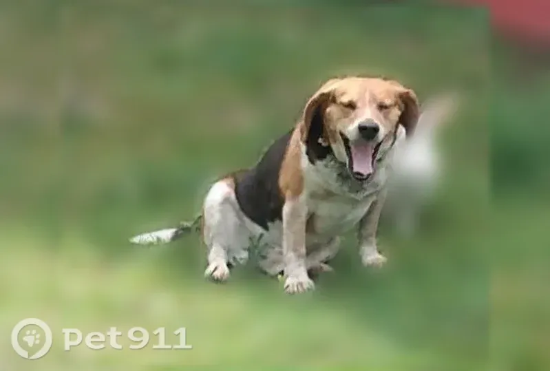 Lost dog, Kentucky 657, 3935, Lewisport — brown beagle - photo