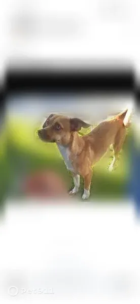 Lost Dog, Grass Valley Road, 4998, Oakland — Female Chihuahua - photo