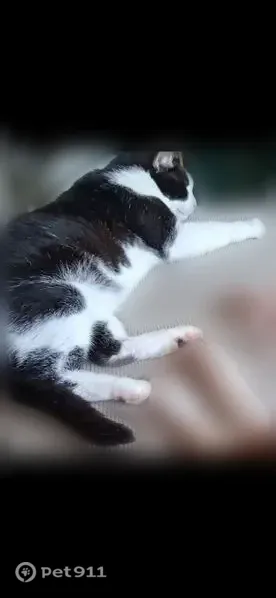 Lost male cat, Fox Chase Drive, 6833, Lakeland — laid-back and affectionate - photo