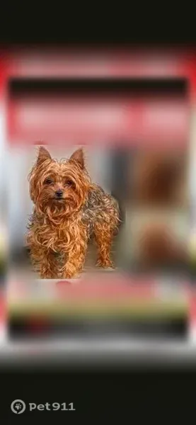 Lost dog, Ross Avenue, Wilkinsburg, McKeesport — female with a white collar - photo