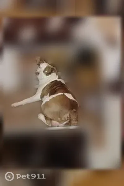Lost dog, Tower Lane, Prosperity, Westville — male with white coat and brown spots - photo
