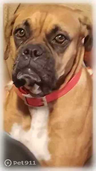 Lost dog, West 4th Street, 829, Anniston — brown female Boxer with a long tail - photo
