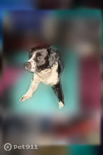 Lost dog, Towles Road, 105, Bloomingdale — shaggy black-and-white male - photo