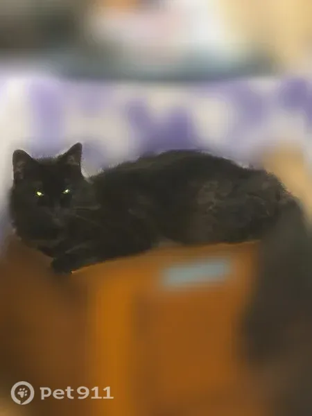 Lost cat, Muncie, Indiana, Indianapolis — skittish male - photo