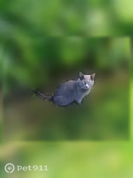 Lost male cat, Fairway Park Drive, Montrose, Columbus — gray coat and green eyes - photo