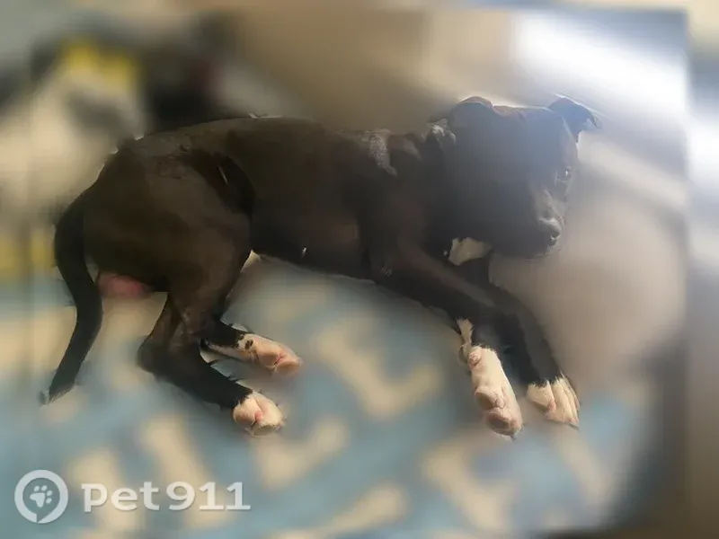 Lost dog, East 135th Street, 1440, East Cleveland — black with white chest and paws - photo