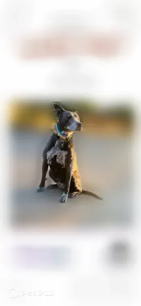 Lost female dog, Atlanta Street, 3204, Dallas — senior and mostly deaf - photo