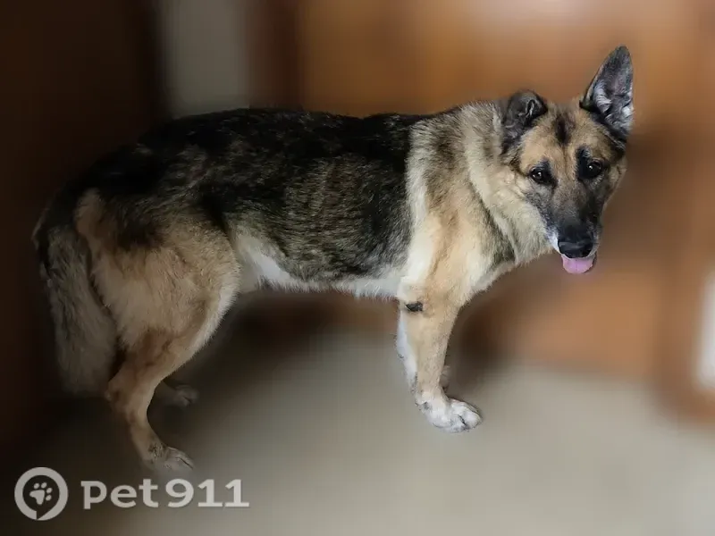 Lost dog, Old US Highway 22, 2365, Edenburg — male German Shepherd, 14 years old - photo