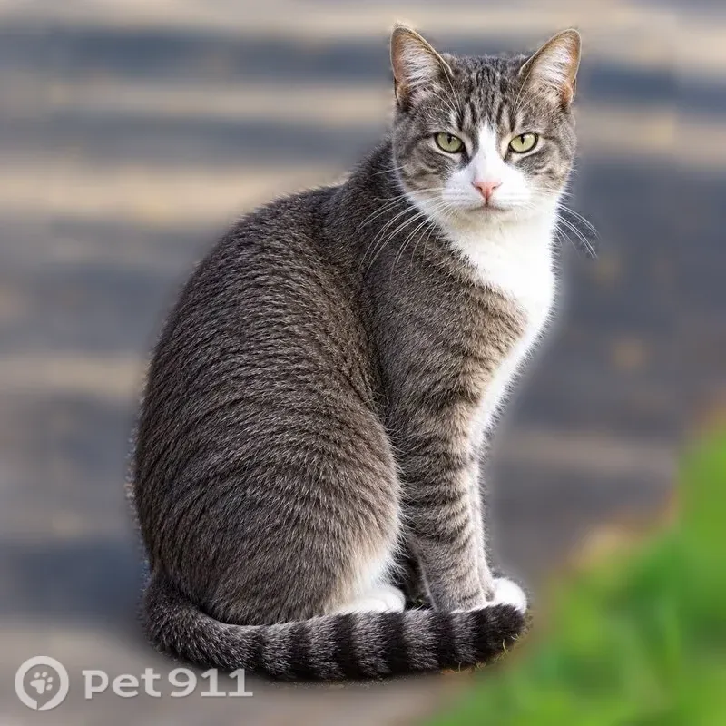 Lost cat, male, Forest Hill Boulevard, 2669, West Palm Beach — gray tabby with white feet - photo