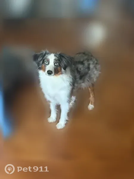Lost Dog, Bethesda-Duplex Road, 4836, Bethesda, Bethesda — female with blue eyes - photo