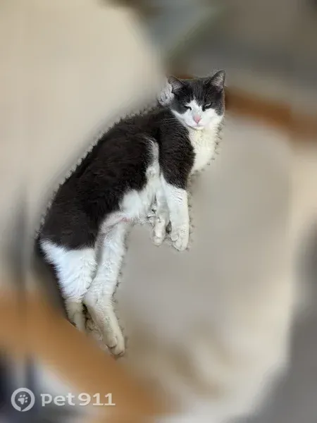 Lost cat, female, Rockford — gray and white with green eyes - photo