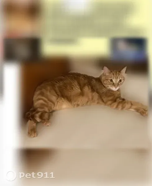 Lost cat, female, Reisterstown, Maryland — sweet orange tiger cat - photo