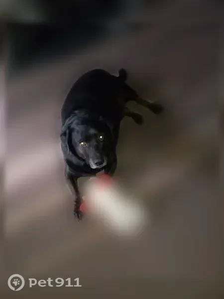 Lost male dog, Killeen — black Labrador mix with a silver collar - photo