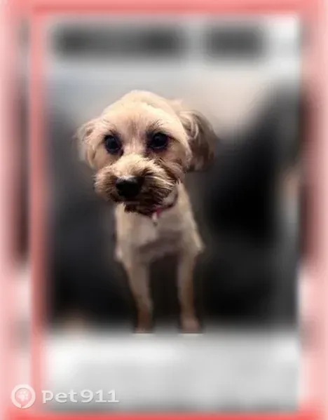Lost female dog, Hidden Valley Drive, 548, Houston — small with dark eyes - photo