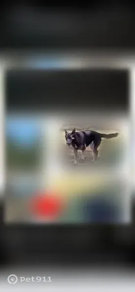 Lost female dog, Southeast 258th Street, Washington, Seattle — mostly black with a light brown ear spot - photo