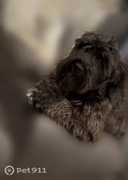 Lost female dog, West Westward Avenue, 1027, Banning — friendly schnauzer - photo