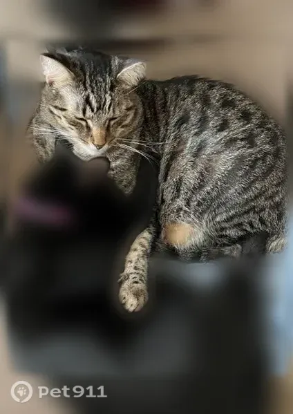 Lost cat, male, Lansing, Illinois, Hickory Hills — grey-brown tabby with black stripes - photo