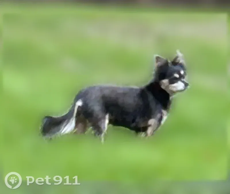 Lost dog, Holloman Road, Durham — black and tan male, 15 years old - photo