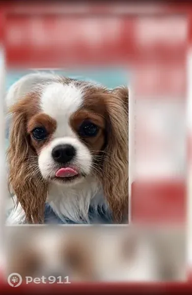 Lost dog, female, Burnam Drive, 9443, Spring Hill — white with brown spots on back - photo