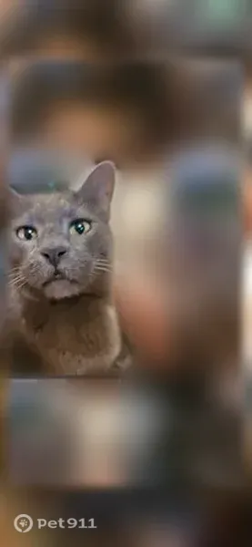 Lost cat, Culbertson Avenue, 710, New Albany — 14-year-old Russian blue with green eyes - photo