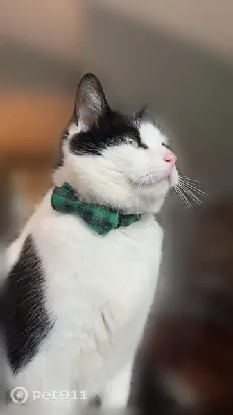 Lost cat, Meadow Pond Drive, 10066, Mechanicsville — male tuxedo cat - photo