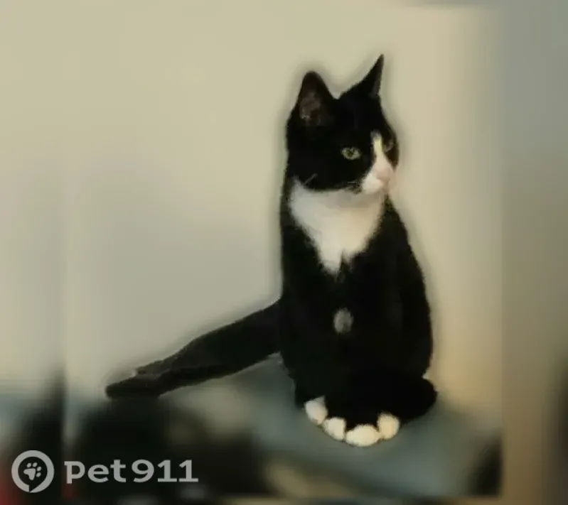 Lost cat, Greenland Drive, 570, Lancaster, York — small black-and-white female - photo