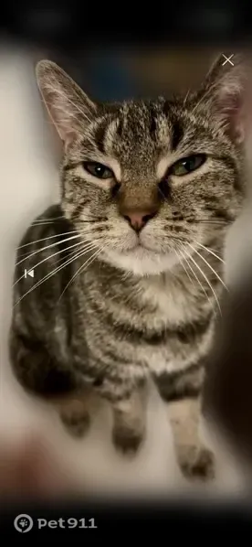 Lost male cat, Stonegate Drive, 1783, Montgomery, Montgomery — grey tabby with black stripes - photo