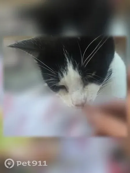Lost Cat, East Indiana Avenue, 6, Long Beach, Forked River — neutered male with blue collar - photo