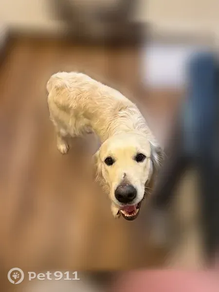 Lost dog, Horsehead Road, 1290, Lugoff, Lugoff — friendly male with blonde hair - photo